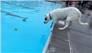 Doggie Swim - February 23, 2019 The Big Debate 2