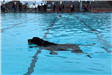 Doggie Swim - February 23, 2019 Toby Swimming 2